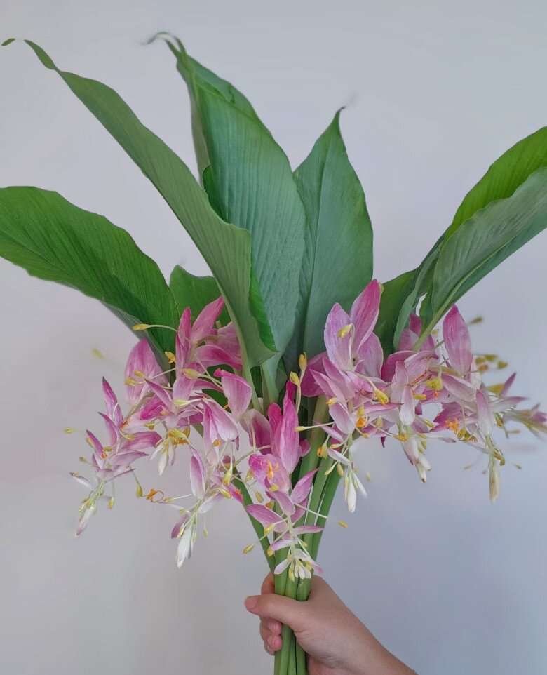 Đây là “tân binh” đang làm mưa làm gió trong giới cây cảnh, hoa nở quanh năm, bền như hoa giả, trồng dễ như rau - 4