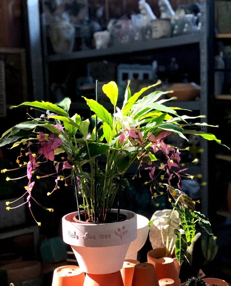 Đây là “tân binh” đang làm mưa làm gió trong giới cây cảnh, hoa nở quanh năm, bền như hoa giả, trồng dễ như rau - 5