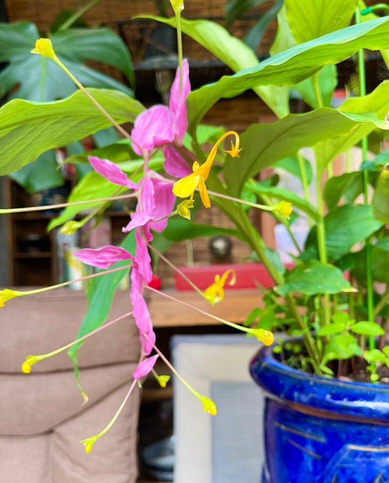 Đây là “tân binh” đang làm mưa làm gió trong giới cây cảnh, hoa nở quanh năm, bền như hoa giả, trồng dễ như rau - 6