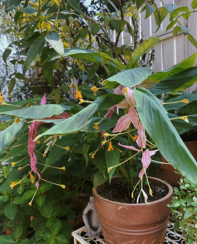 Đây là “tân binh” đang làm mưa làm gió trong giới cây cảnh, hoa nở quanh năm, bền như hoa giả, trồng dễ như rau - 7