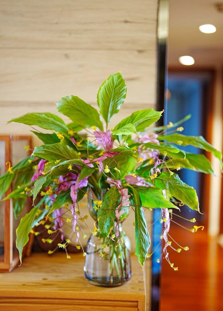 Đây là “tân binh” đang làm mưa làm gió trong giới cây cảnh, hoa nở quanh năm, bền như hoa giả, trồng dễ như rau - 8