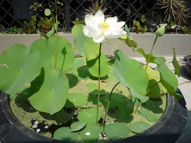 Cách trồng hoa sen trong chậu tại nhà đơn giản để ra hoa rực rỡ - 1