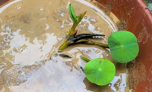 Cách trồng hoa sen trong chậu tại nhà đơn giản để ra hoa rực rỡ - 2