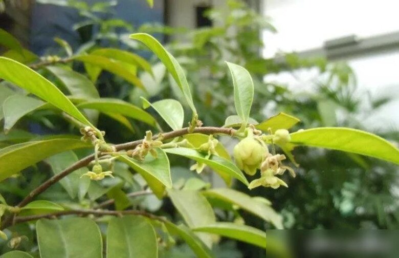 3 loại cây nên đặt trước cửa nhà, không chỉ đẹp mà còn giúp gia chủ gấp đôi may mắn, xua đuổi vận xui - 2