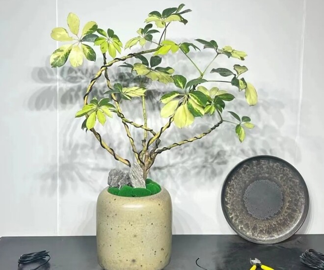 Tại sao người giàu thích trồng cây ngũ gia bì trong phòng ngủ? Biết lý do tôi cũng trồng một chậu - 1