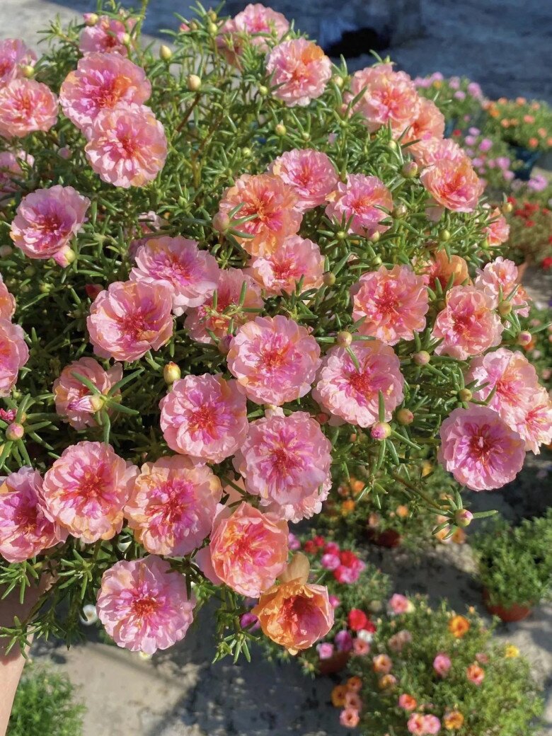 5 loại hoa dễ trồng như cỏ dại, nở từ xuân sang đông, trồng ở ban công giúp hút vượng khí cả năm - 2