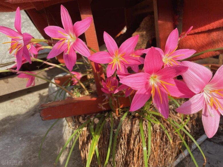 5 loại hoa dễ trồng như cỏ dại, nở từ xuân sang đông, trồng ở ban công giúp hút vượng khí cả năm - 3