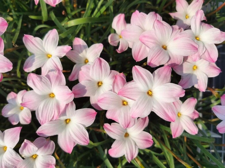 5 loại hoa dễ trồng như cỏ dại, nở từ xuân sang đông, trồng ở ban công giúp hút vượng khí cả năm - 4