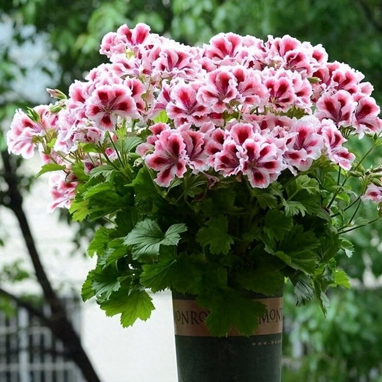 5 loại hoa dễ trồng như cỏ dại, nở từ xuân sang đông, trồng ở ban công giúp hút vượng khí cả năm - 5