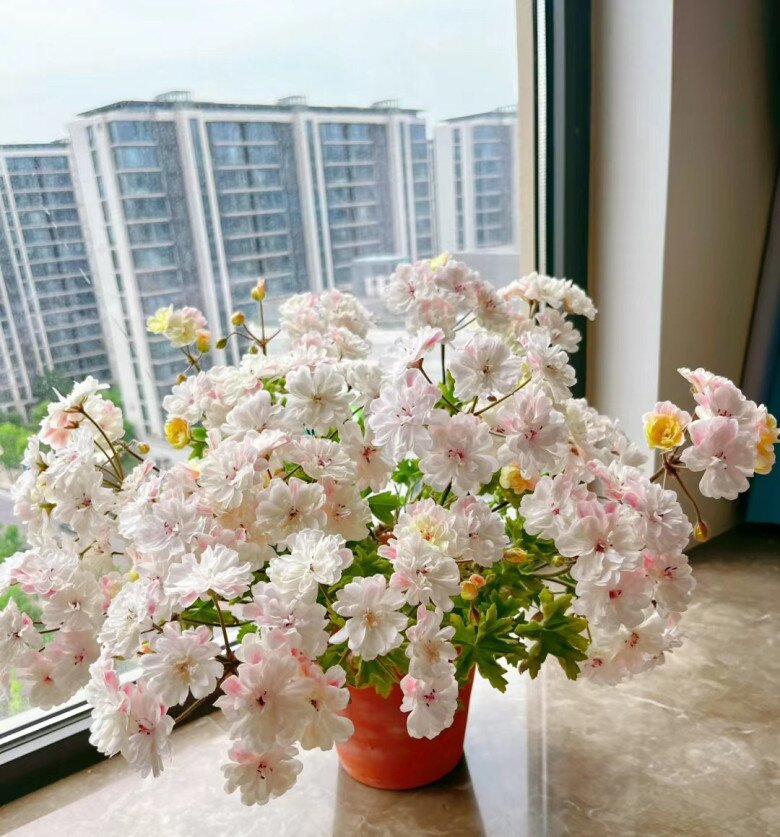 5 loại hoa dễ trồng như cỏ dại, nở từ xuân sang đông, trồng ở ban công giúp hút vượng khí cả năm - 6