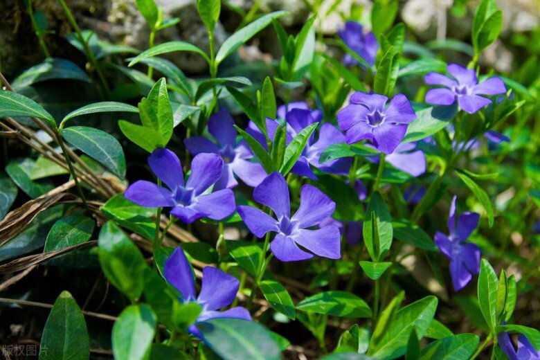 5 loại hoa dễ trồng như cỏ dại, nở từ xuân sang đông, trồng ở ban công giúp hút vượng khí cả năm - 8