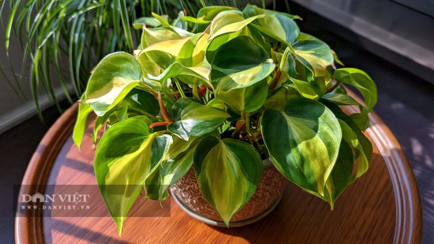 Trầu bà Brasil (Philodendron Brasil) là một giống cây cảnh nội thất thân leo