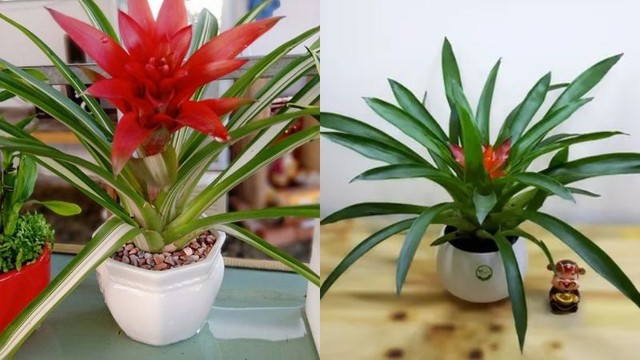Nếu trong nhà bạn được trưng bày một cây dứa cảnh thì sẽ tạo điểm nhấn cho không gian nhà bạn.