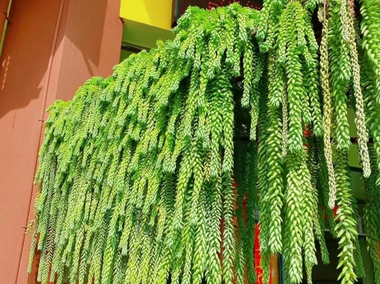 Sen đá đuôi lừa mềm mại rủ xuống, mang ý nghĩa tình cảm gắn bó và sức sống mãnh liệt.