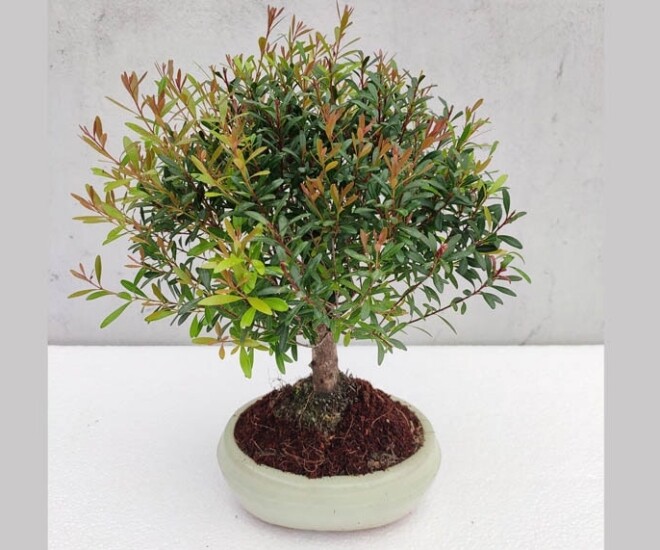 Trồng 10 chậu cây kim tiền cũng không bằng 2 cây thơm “giữ lộc” này, càng già càng đắt, nhiều nhà giữ làm amp;#34;gia bảoamp;#34; - 1
