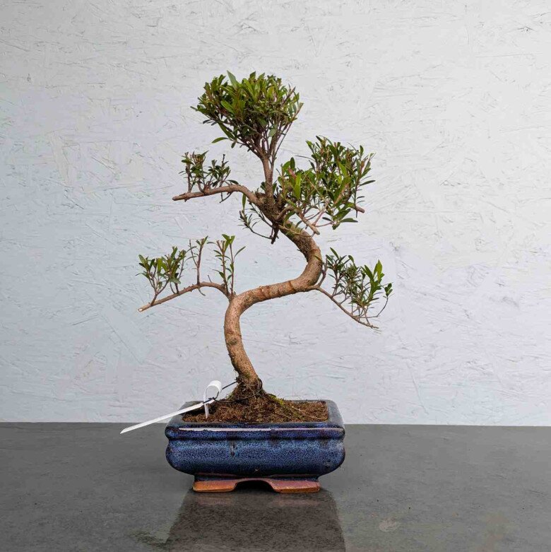 Trồng 10 chậu cây kim tiền cũng không bằng 2 cây thơm “giữ lộc” này, càng già càng đắt, nhiều nhà giữ làm amp;#34;gia bảoamp;#34; - 2
