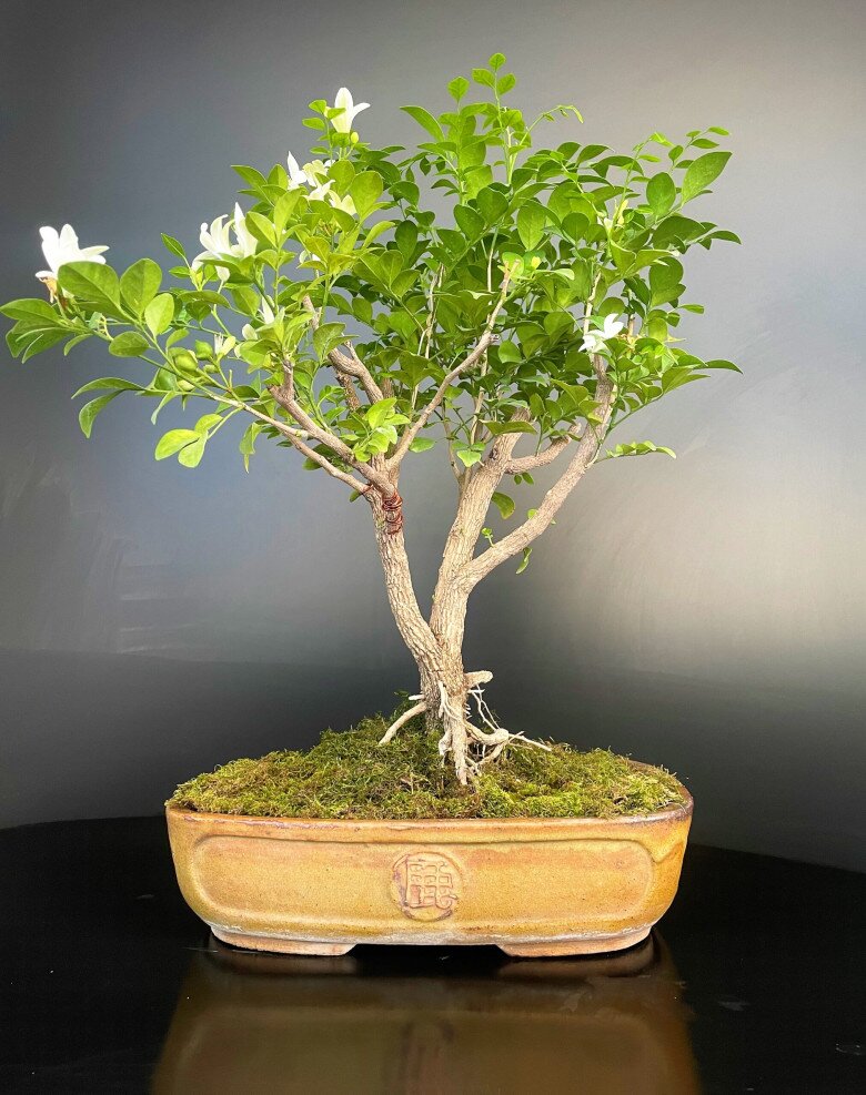 Trồng 10 chậu cây kim tiền cũng không bằng 2 cây thơm “giữ lộc” này, càng già càng đắt, nhiều nhà giữ làm amp;#34;gia bảoamp;#34; - 4