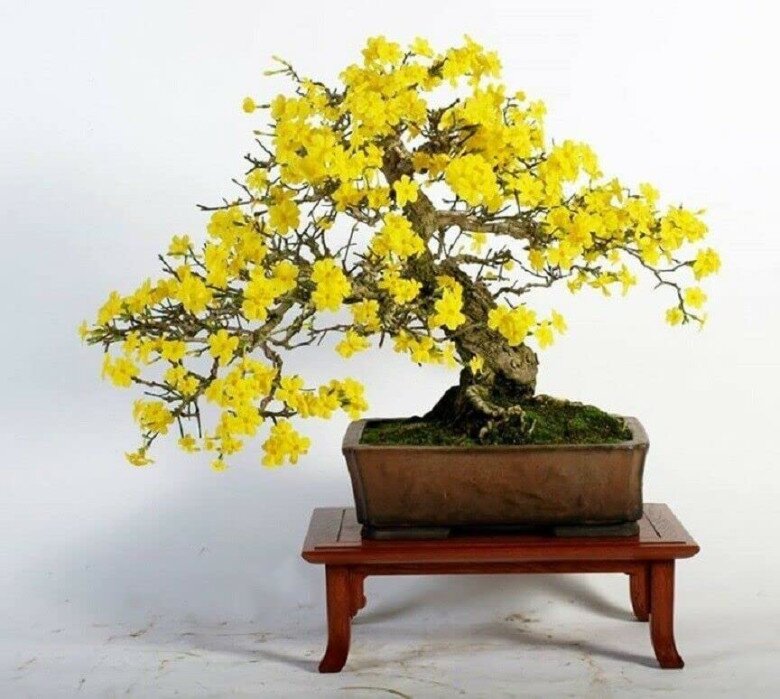 4 cây cảnh báu vật trấn trạch, càng già càng quý, sống cả trăm năm, giúp nhà thêm vượng khí - 2