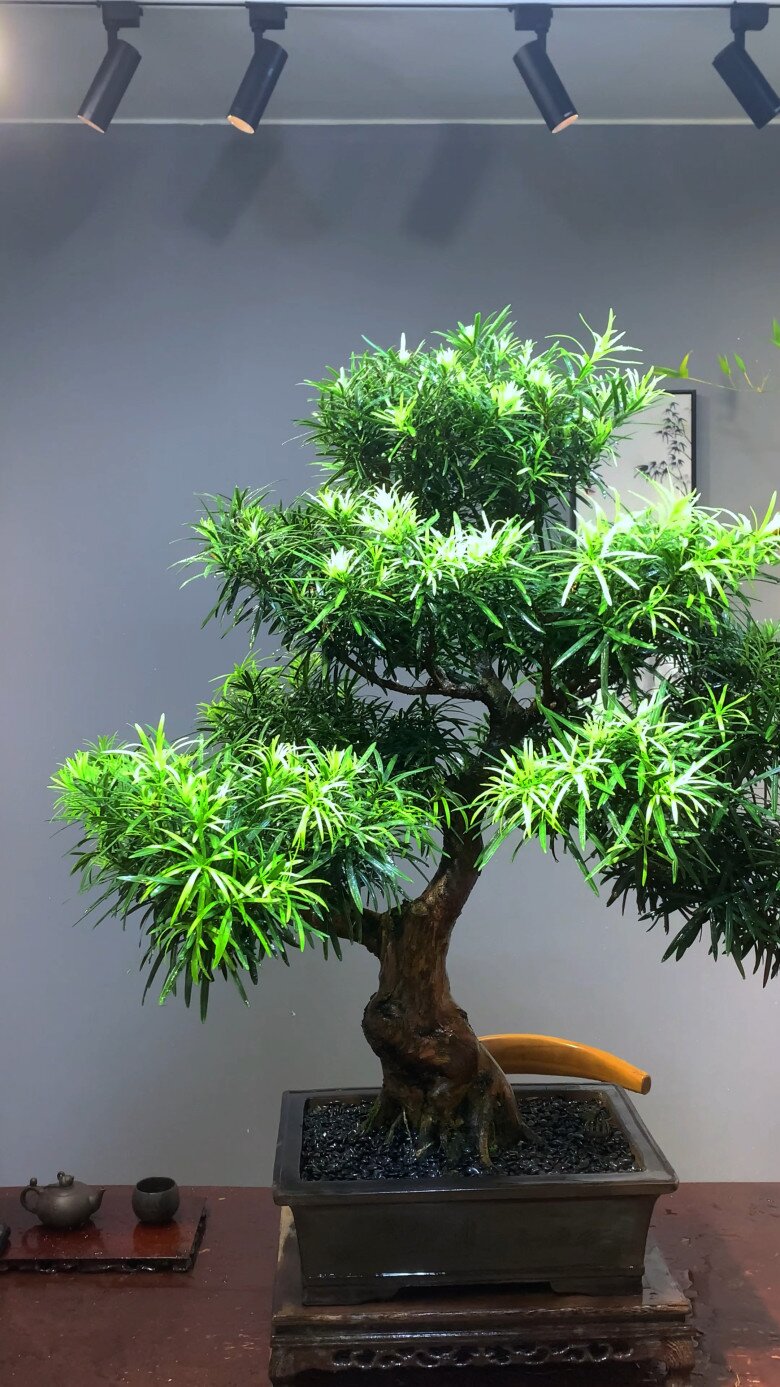 4 cây cảnh báu vật trấn trạch, càng già càng quý, sống cả trăm năm, giúp nhà thêm vượng khí - 3