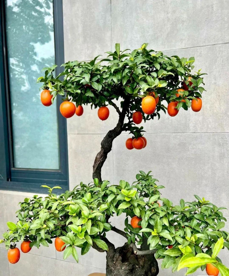 4 cây cảnh báu vật trấn trạch, càng già càng quý, sống cả trăm năm, giúp nhà thêm vượng khí - 4
