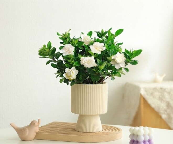 3 cây cảnh phúc lành nở hoa cả trăm năm, hương thơm ngào ngạt khắp nhà, càng trồng càng có giá - 1
