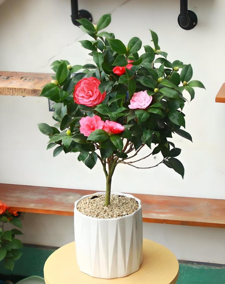 3 cây cảnh phúc lành nở hoa cả trăm năm, hương thơm ngào ngạt khắp nhà, càng trồng càng có giá - 5