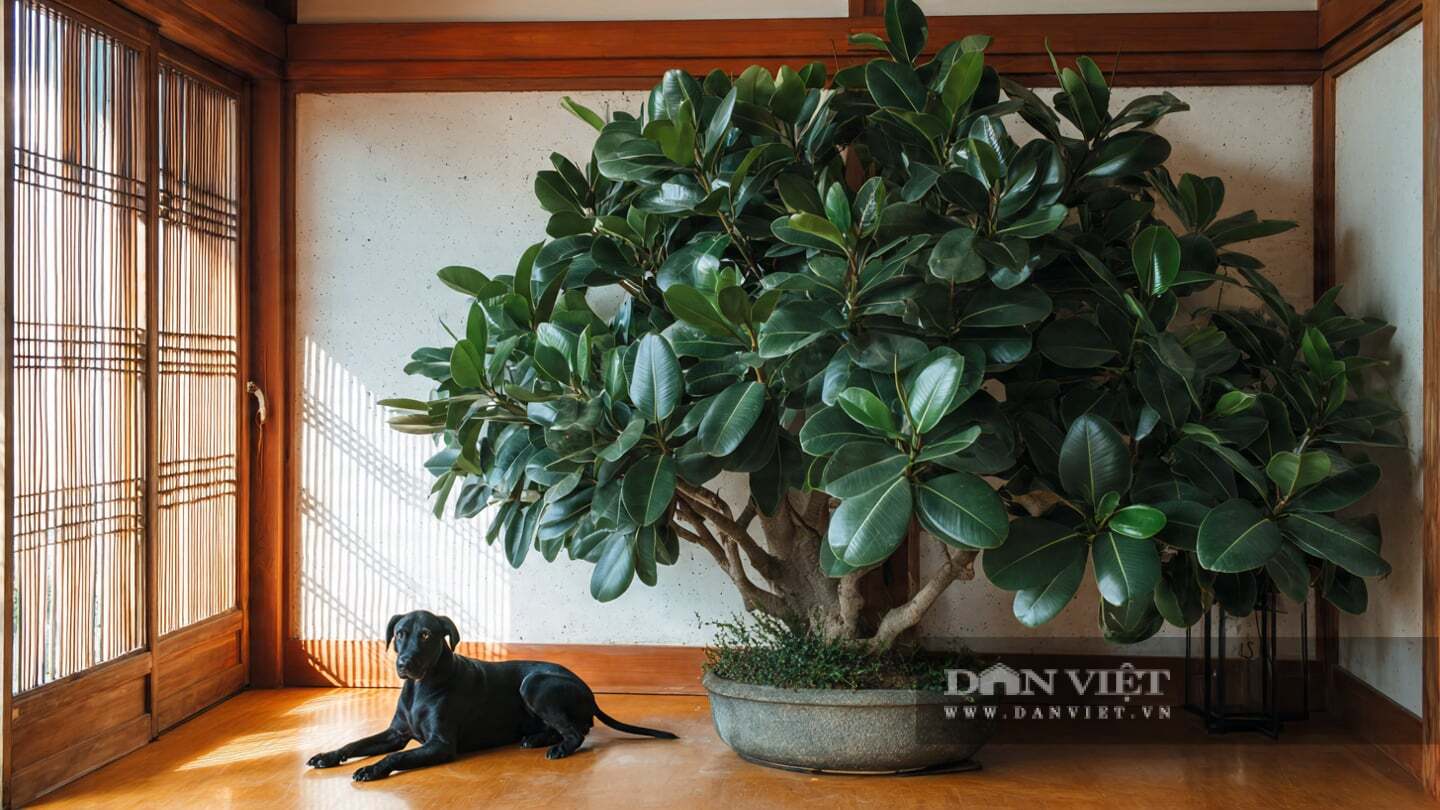 Vẻ đẹp của cây cảnh là vẻ đẹp của sự bóng bẩy