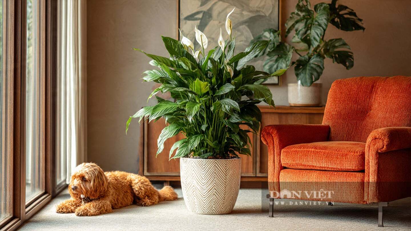 Cây cảnh lan Ý đẹp một cách vẹn toàn