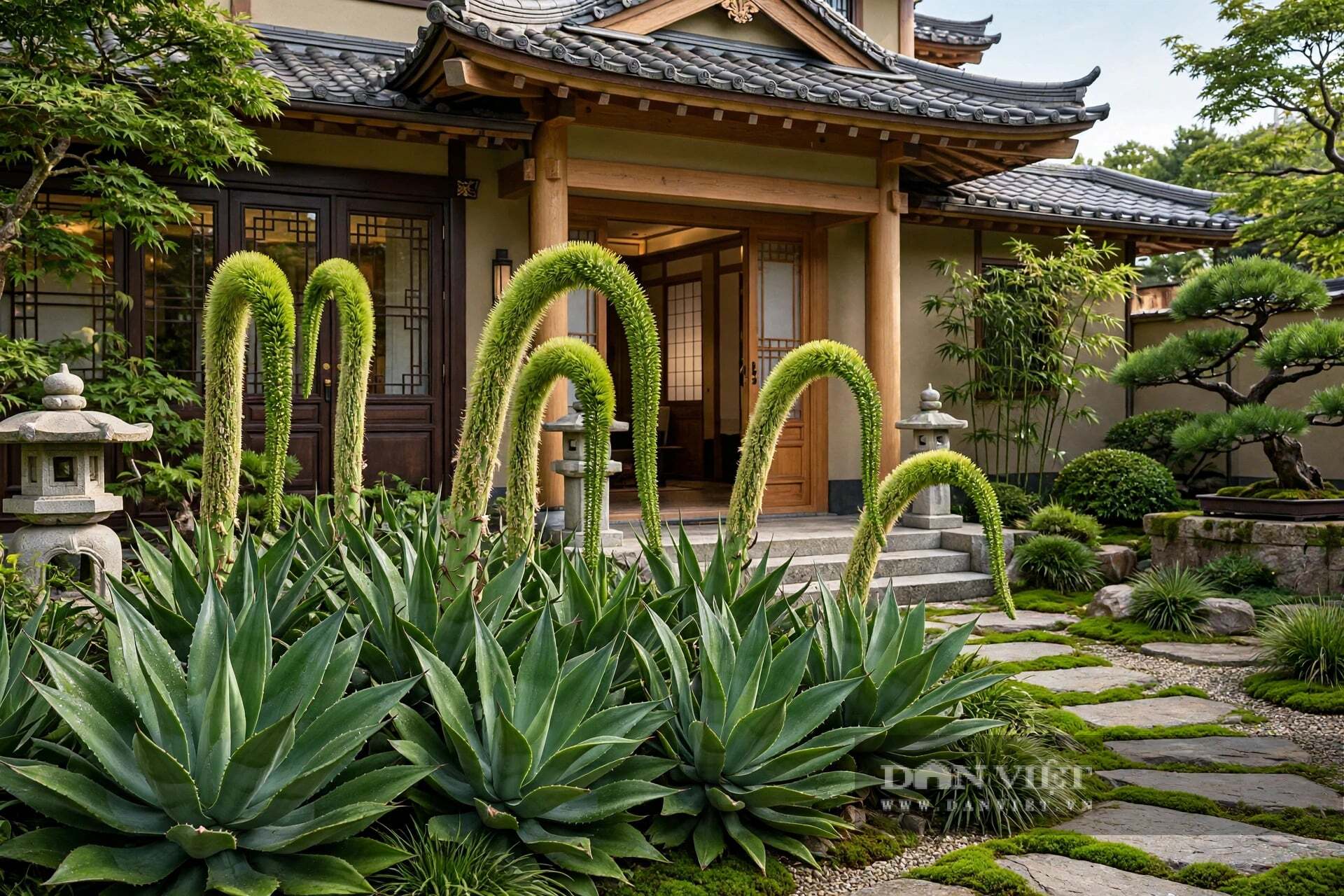 Vẻ đẹp của cây thùa là vẻ đẹp của sự trường tồn.