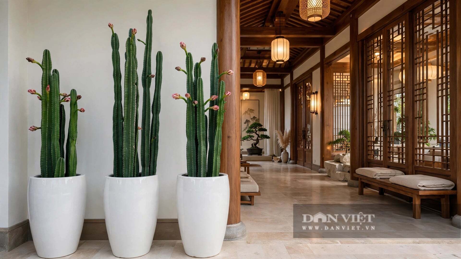 Cây cảnh lại cực kỳ dễ sống