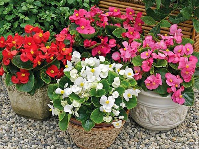 Hoa của cây thường nở thành cụm với nhiều màu sắc rực rỡ như trắng, hồng, đỏ rất đẹp mắt.