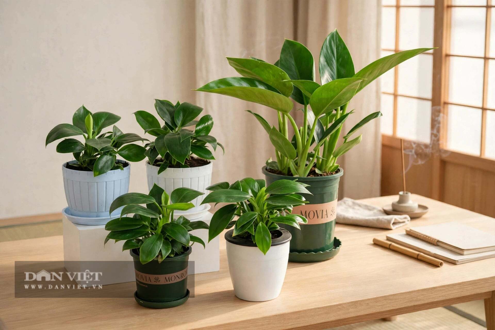 Màu xanh lục đậm của cây cảnh thuộc hành Mộc