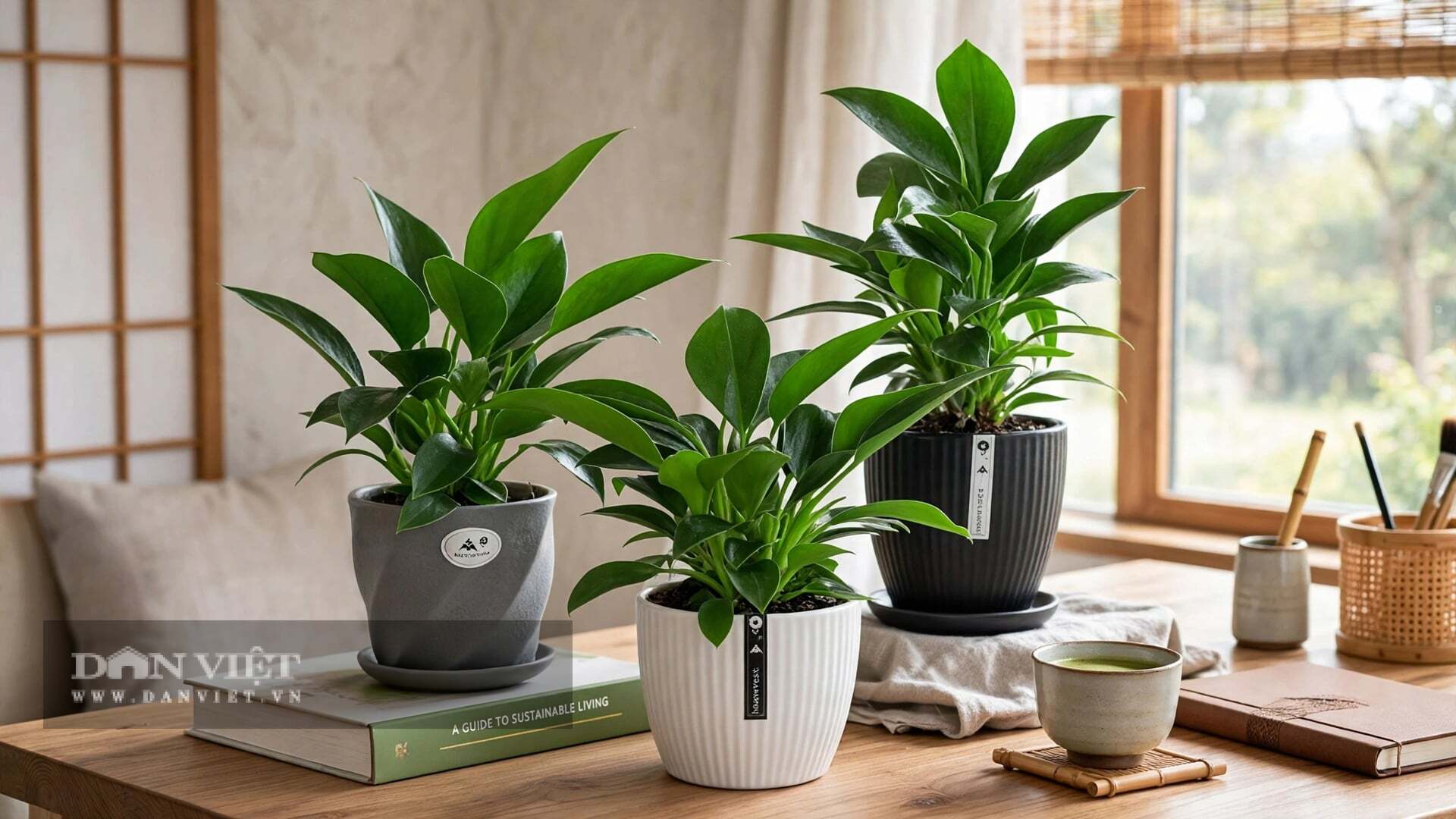 Cây cảnh bảo vệ sức khỏe một cách thầm lặng