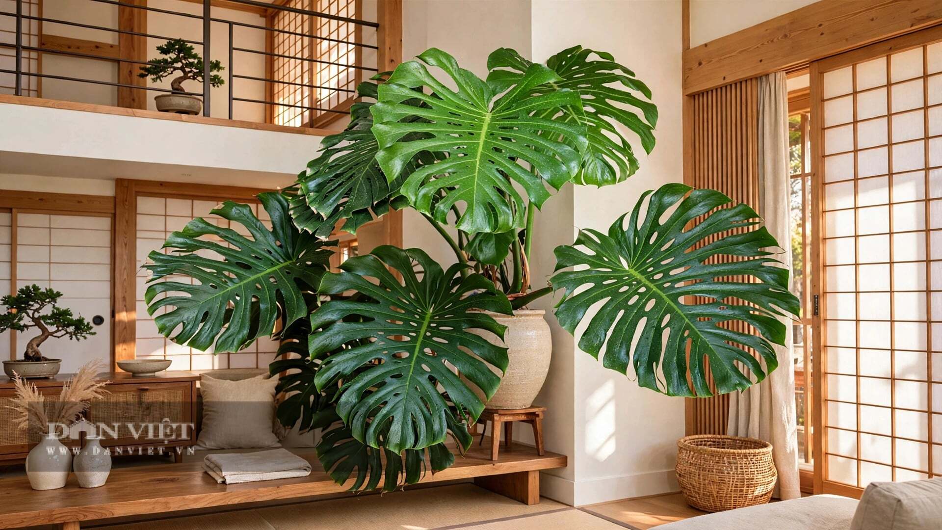 Điểm làm nên linh hồn của cây cảnh chính là những vết xẻ