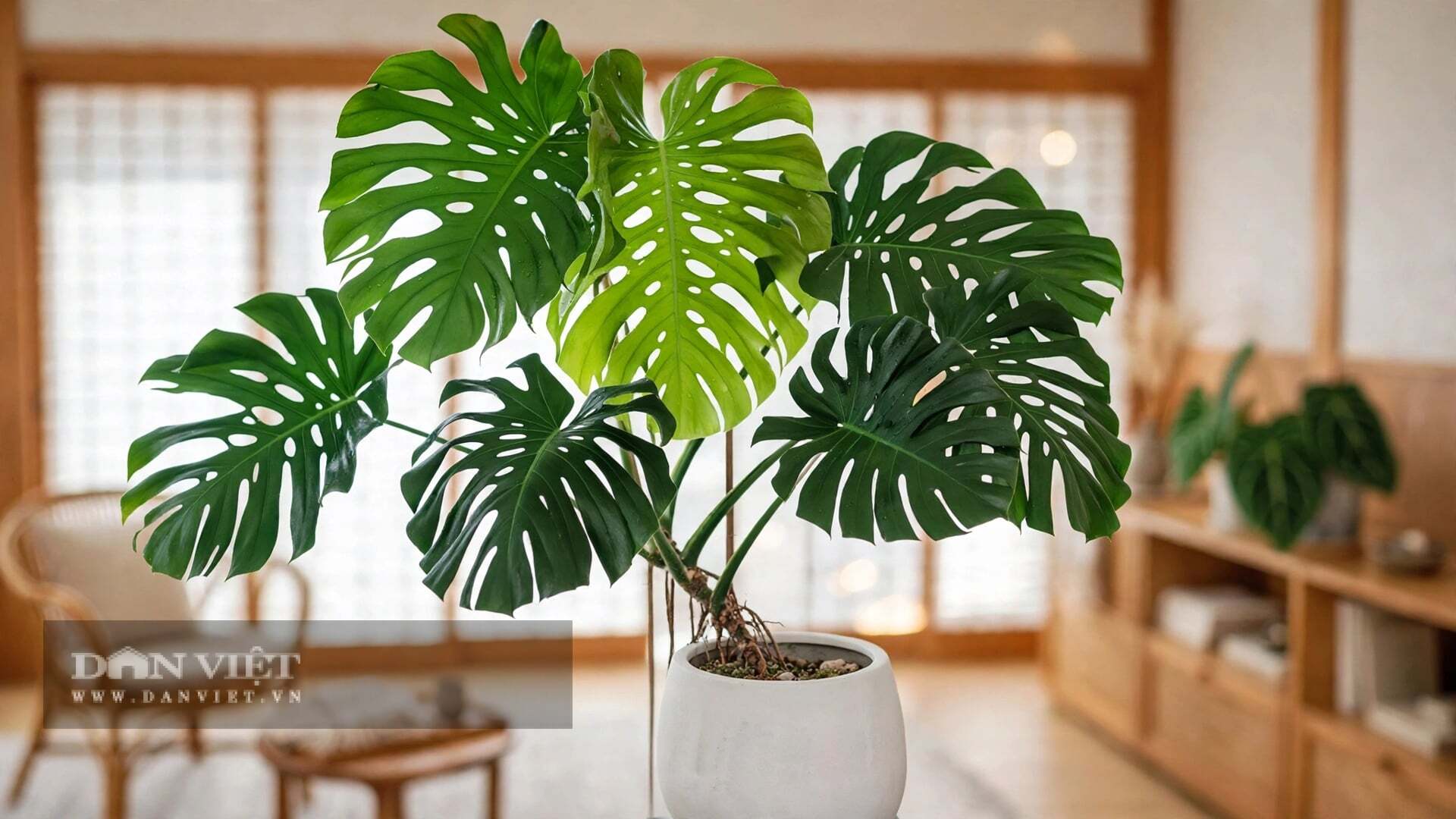 Monstera là một máy điều hòa thực thụ.