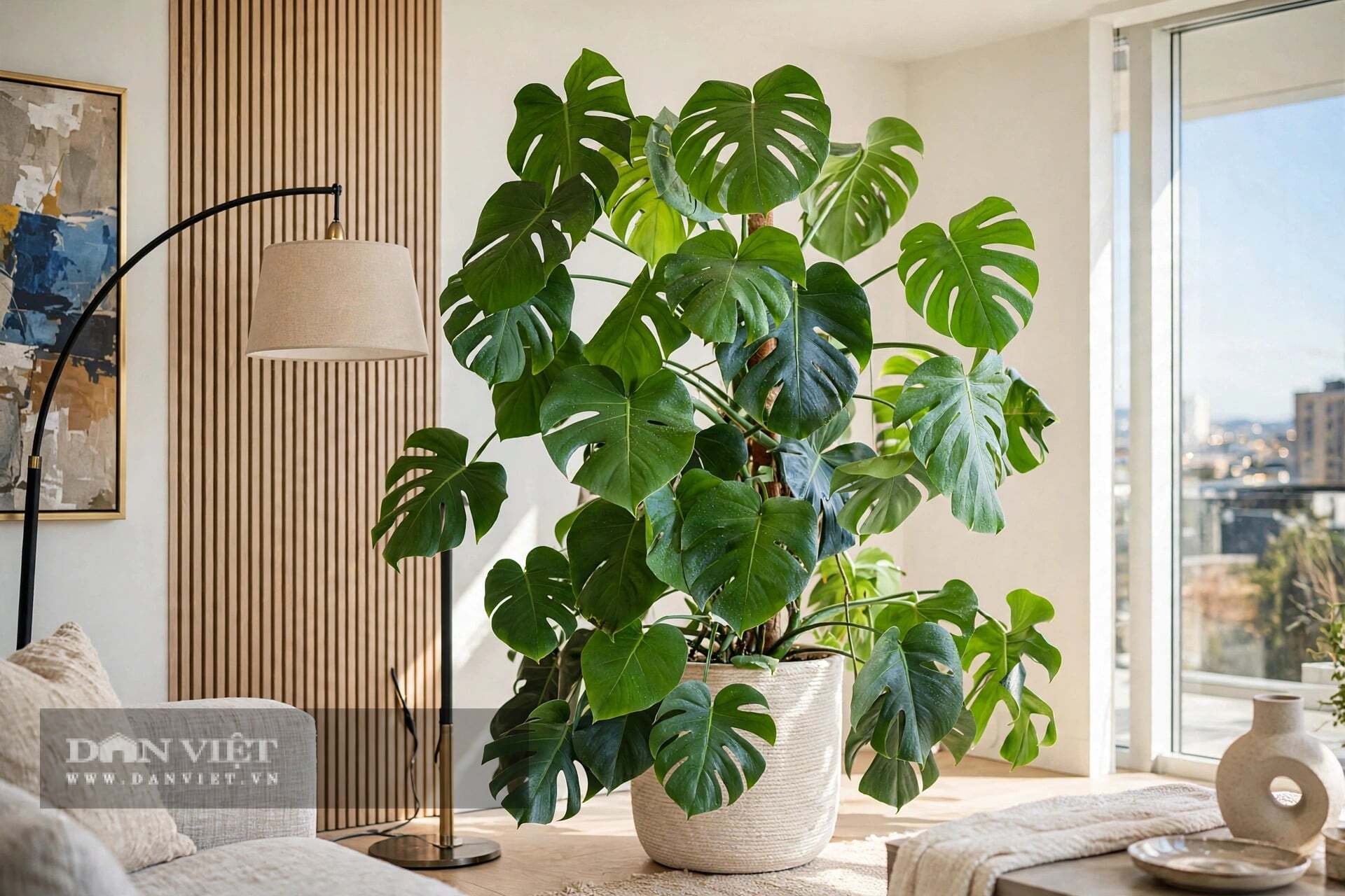 Đừng cưng chiều cây cảnh quá