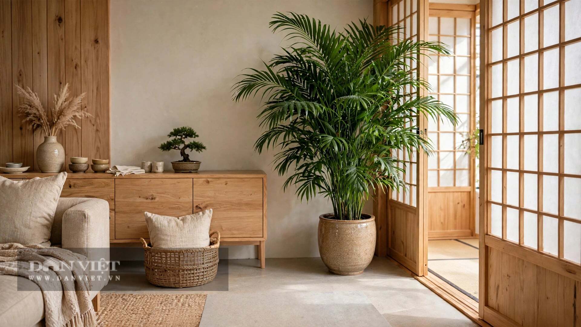 Cây cảnh cau Hawai vô cùng bao dung.