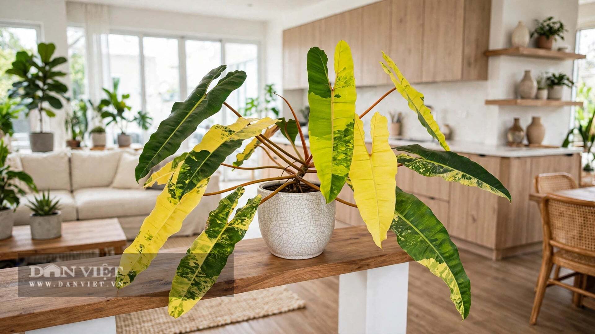 Cây cảnh là báu vật thiên nhiên