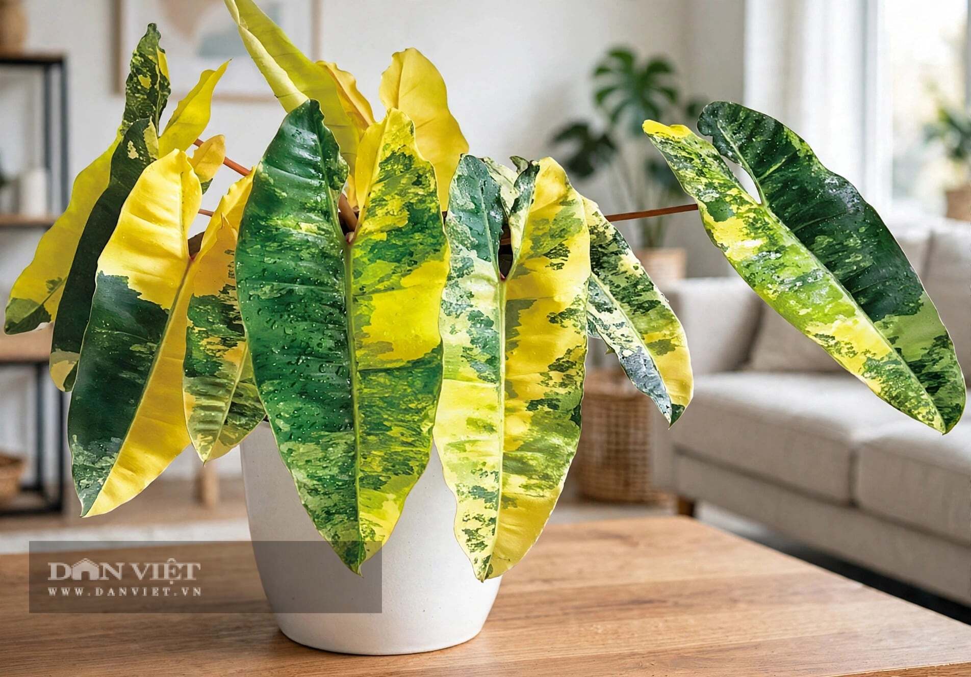 Người xưa chơi cây cảnh không chỉ chơi dáng