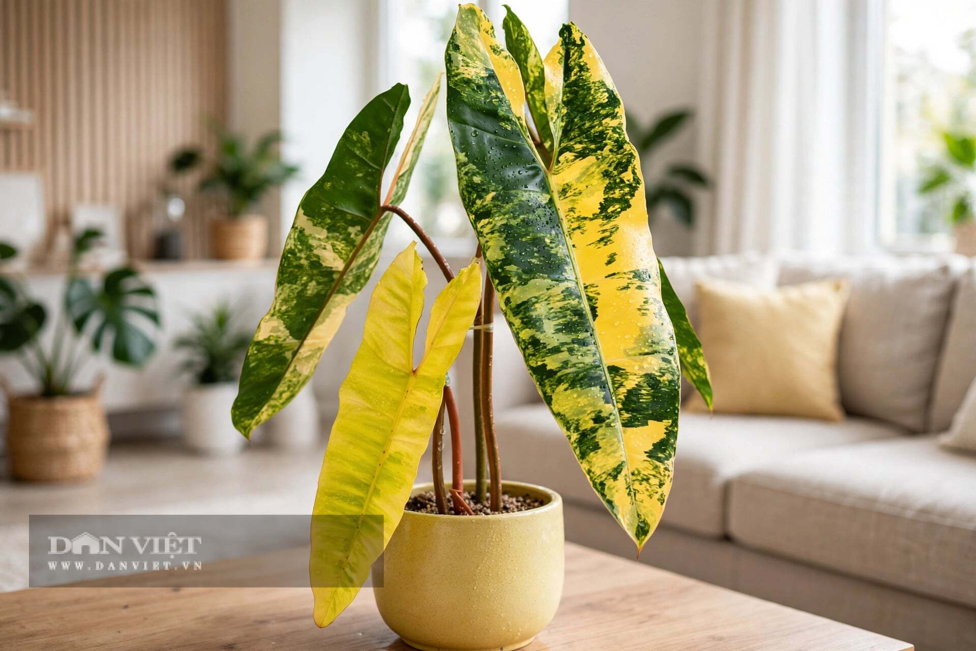 Nếu thiếu sáng, cây cảnh sẽ cố xanh trở lại để sống