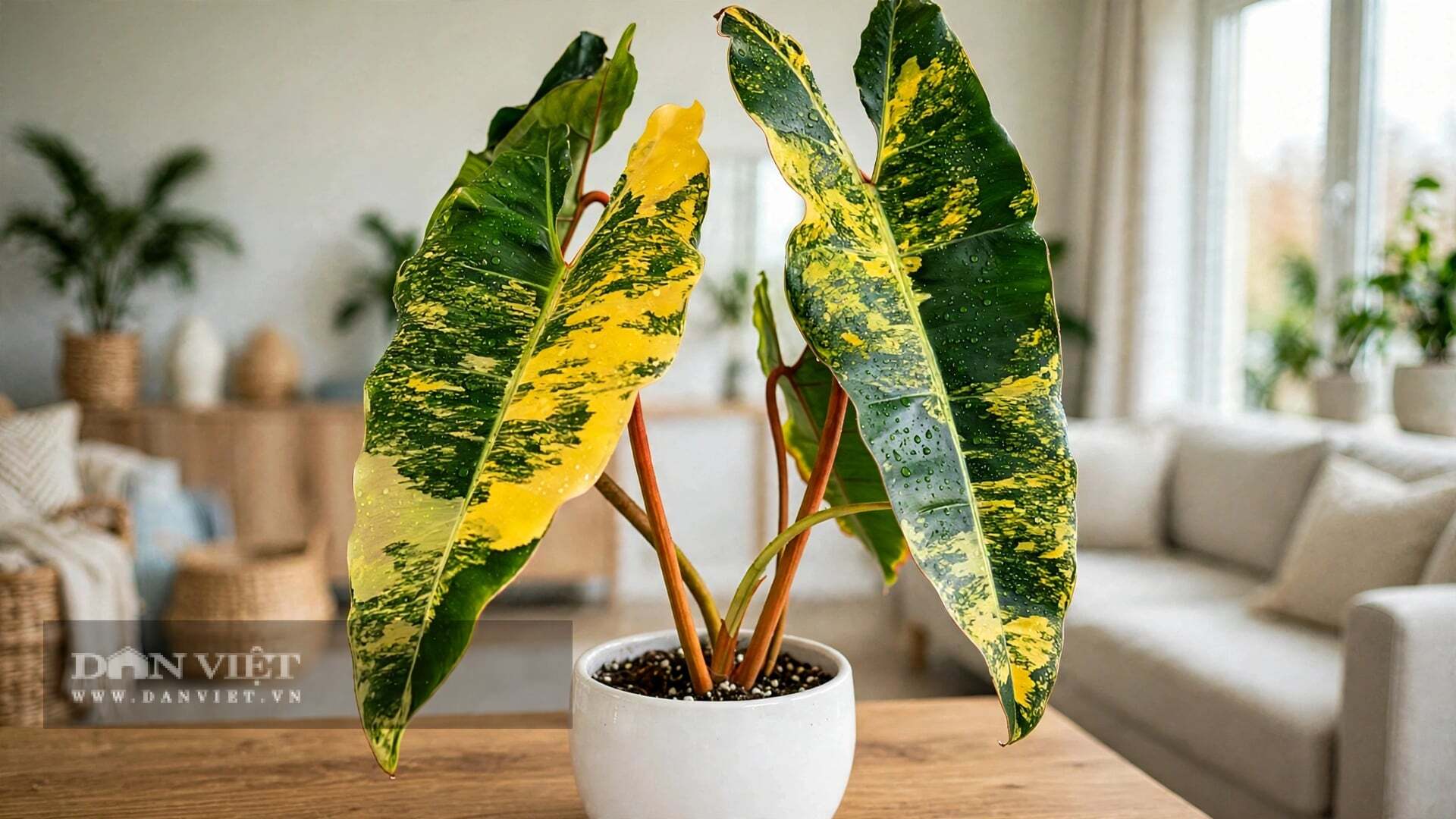 Đừng bao giờ trồng cây cảnh bằng đất thịt.