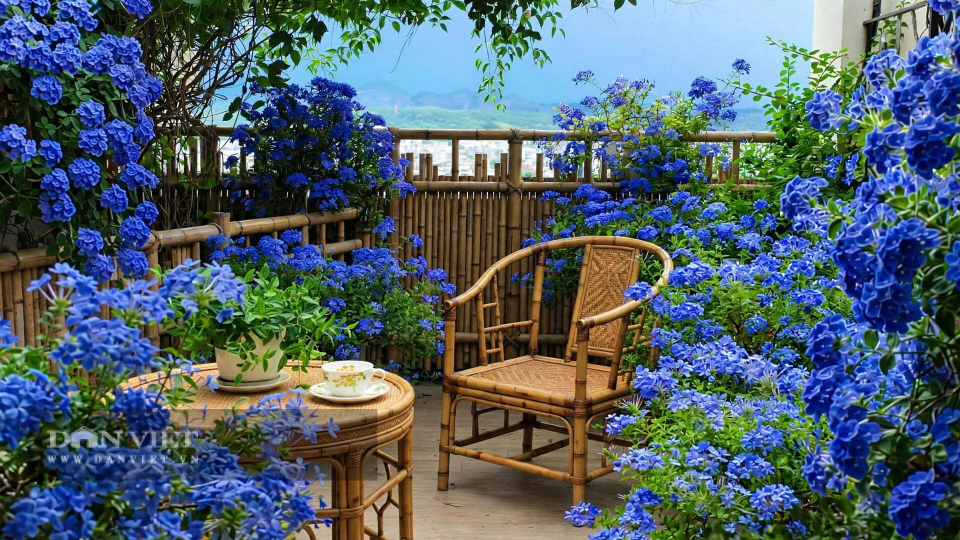 Cây cảnh mang vẻ đẹp thanh khiết