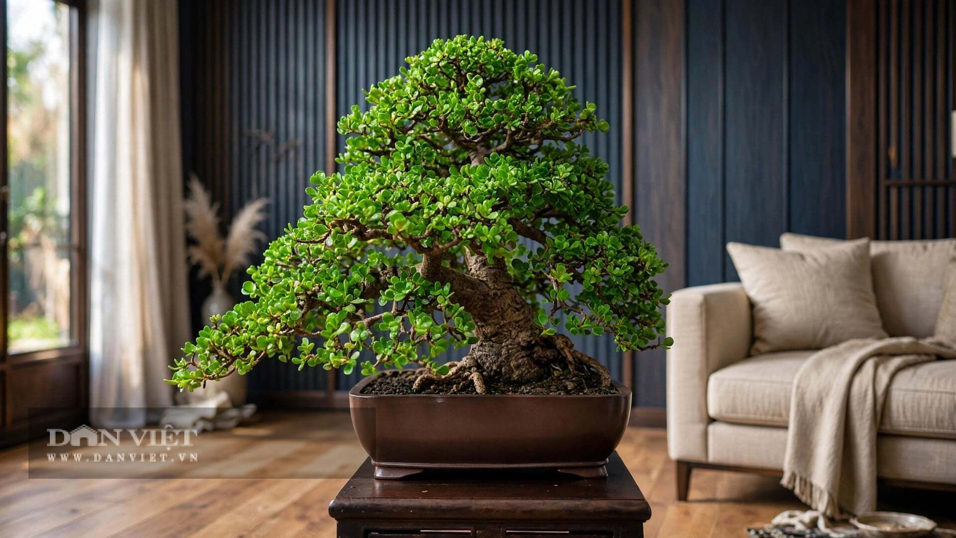 Cây cảnh dễ sống