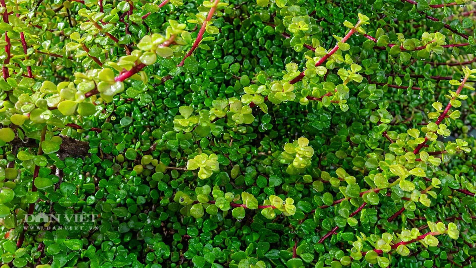 Những chiếc lá như ngàn miếng ngọc nhỏ