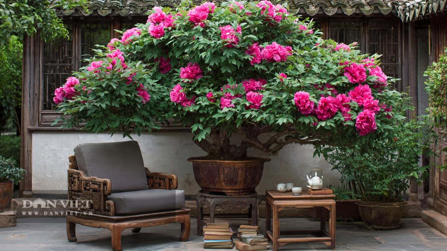 4 cây cảnh mang linh hồn thời gian, tuổi thọ 100 năm, tích lũy tài lộc, trồng trong nhà phúc lộc buông xuống - 9