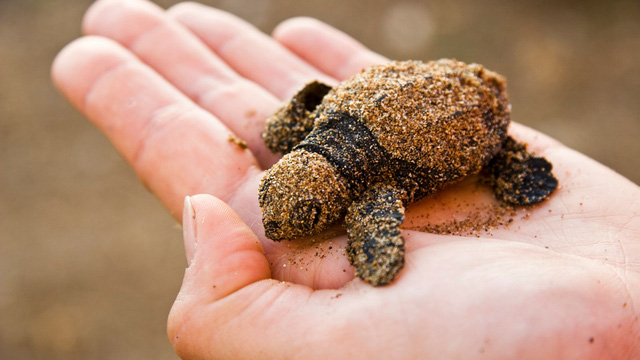 Hầu hết rùa ở ngoài khơi bờ biển Đông Australia đã nuốt phải nhựa - Ảnh 1.
