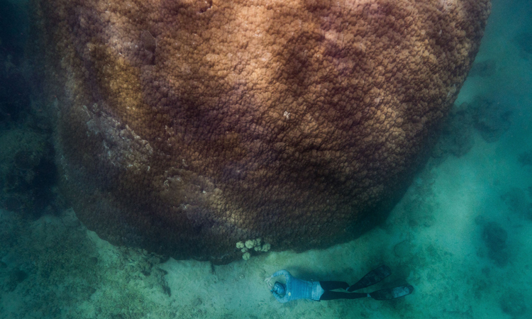 Muga dhambi là một trong những cụm san hô lớn và cổ xưa nhất tại Great Barrier. Ảnh: Richard Woodgett/Grumpy Turtle