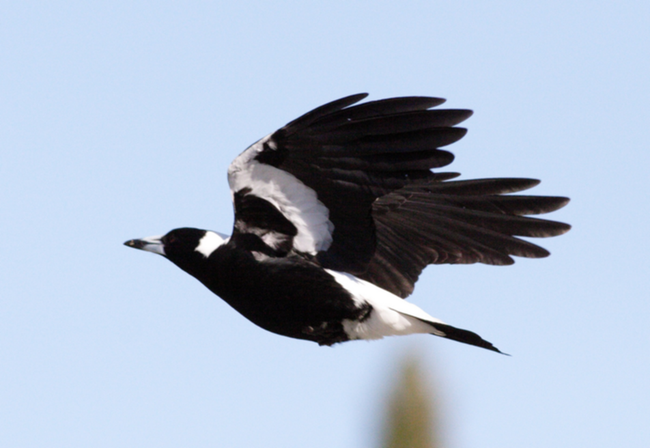 With spring fast approaching, Victorians have been warned territorial swooping magpies are on the rise.