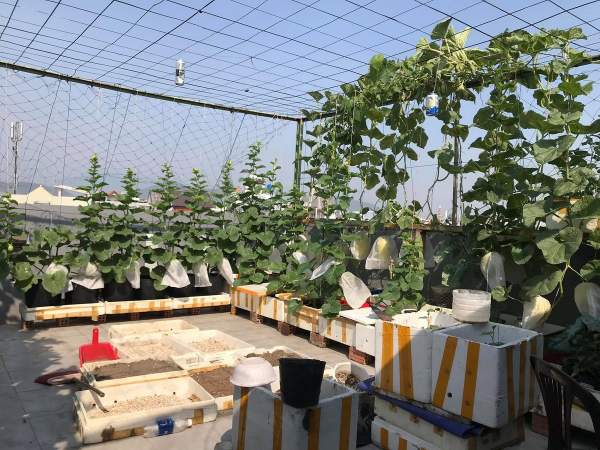 Học cách làm vườn dưa 25 m2 trên sân thượng | Gia Đình
