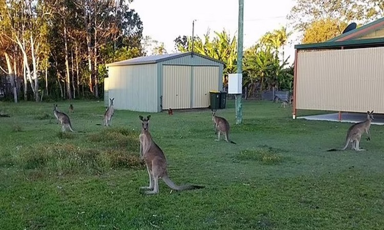 Đàn kangaroo tấn công thị trấn Australia
